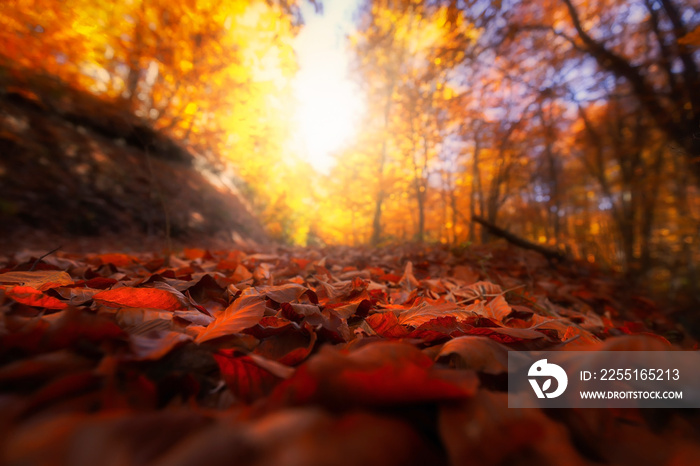 Image of colorful leaves falling down from tree branches in autumn. (Yedigöller). Yedigoller National Park, Bolu, Istanbul. Turkey.