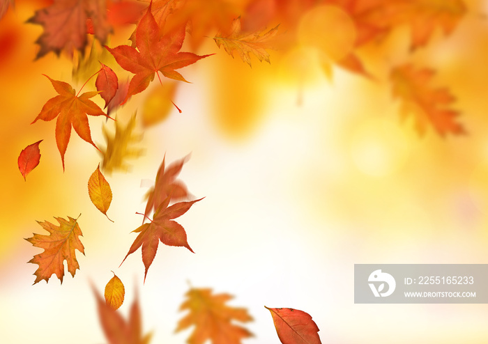 Autumn Falling Leaves Background