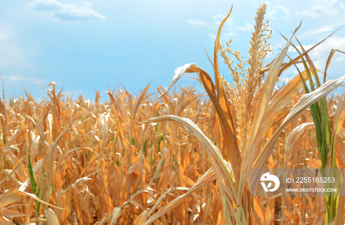 Dry corn fields due to drought