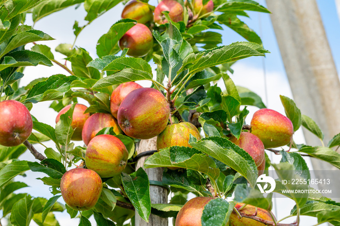 Green organic orchards with rows of apple trees with ripening fruits in summer