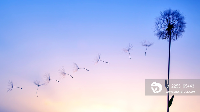 Silhouettes of flying dandelion seeds on the background of the sunset sky. Nature and botany of flowers