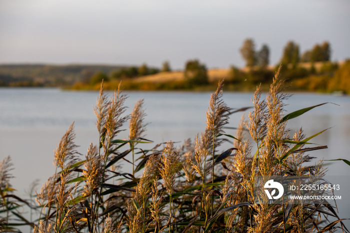 phragmites australis, common reed - dense thickets in the daylight, lake scenery in the blurred background