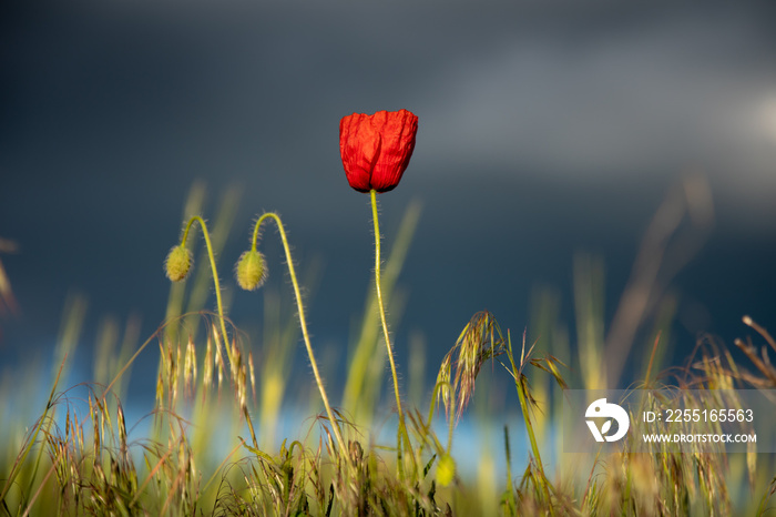 Lonely red poppy among the grass and dark background of clouds. Flower illuminated by warm sun rays