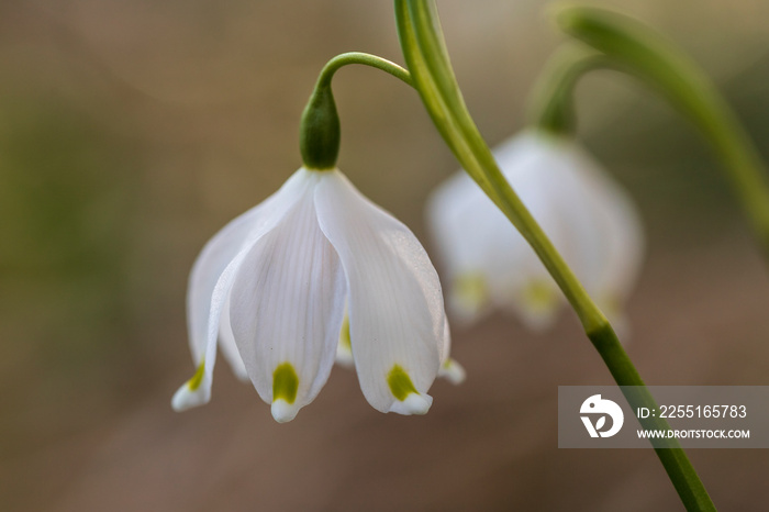 Close up image of fresh white and yellow spring snowflake flowers, Leucojum vernum, growing in a garden,