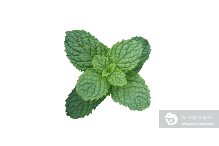 peppermint used to garnish food.