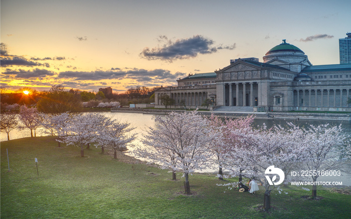 Cherry Blossoms