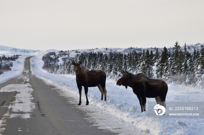 Moose on a snowy Alaska road