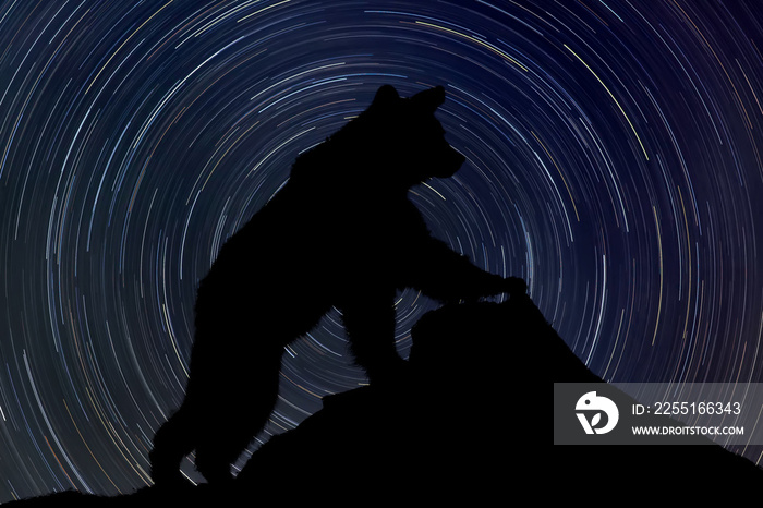 Bear on rock at night with startrail in the background