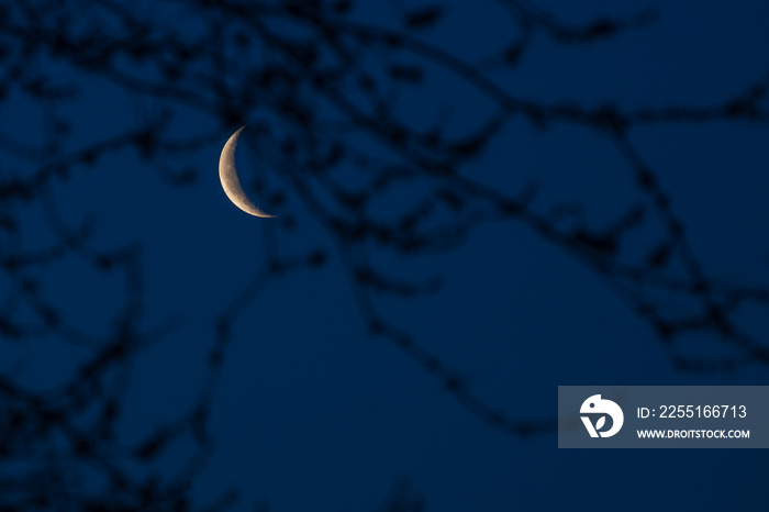 Waning crescent moon with budding tree branches in foreground