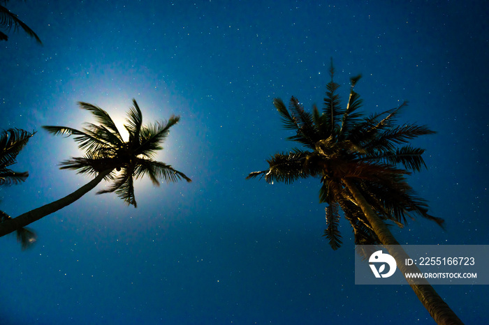 Palm trees under dark blue night sky with full moon and many stars