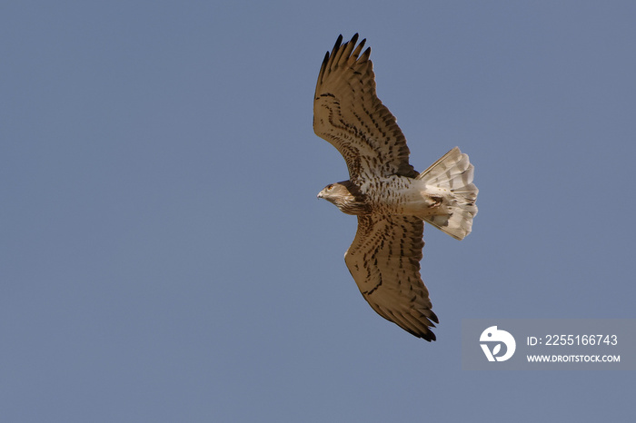 Short-toed Snake Eagle (Circaetus gallicus) flying in the blue sky