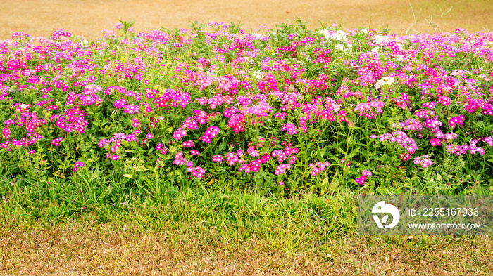 Colorful Phlox drummondii flower in a garden.