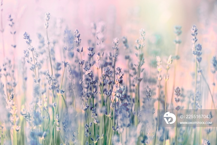 Flowering lavender flower,selective and soft focus on lavender flowers