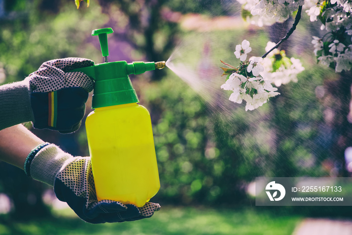 Woman with gloves spraying a blooming fruit tree against plant diseases and pests. Use hand sprayer with pesticides in the garden.