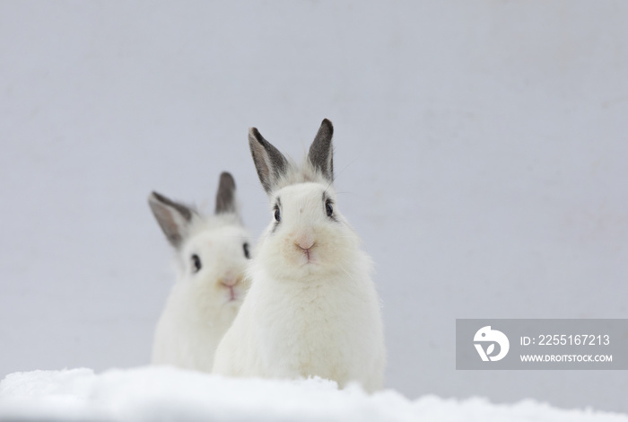 two white rabbits in the snow