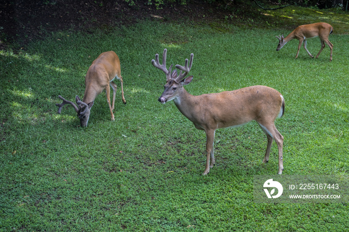 Male bucks deer eating together