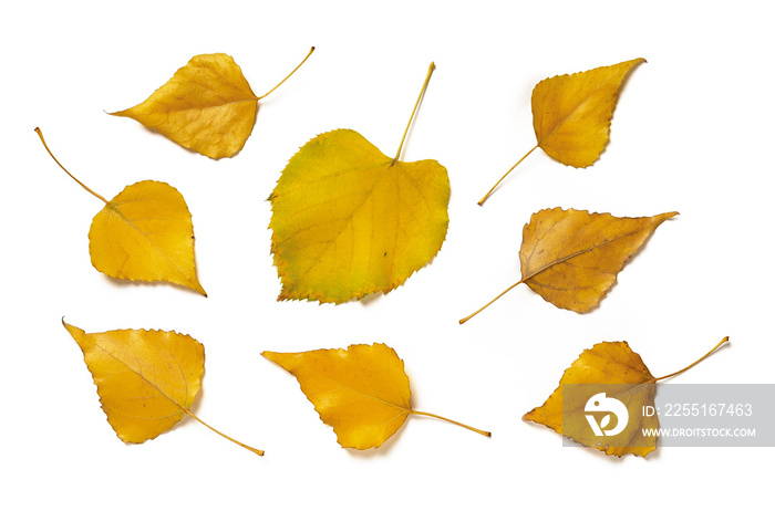 Set of yellow aspen leaves and linden one isolated on white background. Autumn leaves as a seasonal design element.