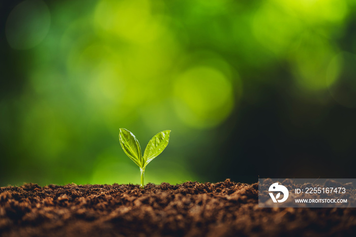 Growth tree young plant Natural green background