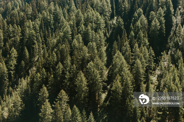 Alpine pine tree forest texture background.