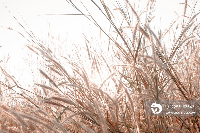 Wilted grass in early autumn