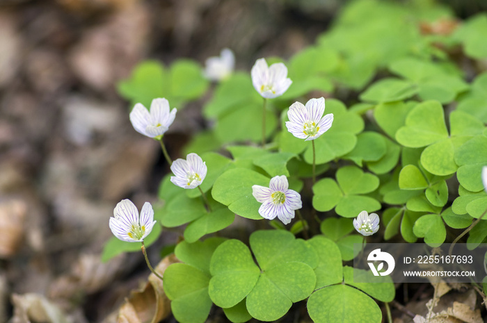 Oxalis acetosella wood sorrel in bloom, white flowering plant in forest