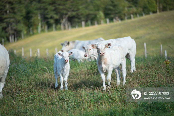 Young charolais calves in summer pasture