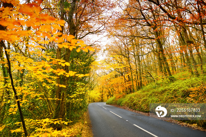 Scenic road winding through autumn forest of Dartmoor National Park, a vast moorland in the county of Devon, in southwest England.