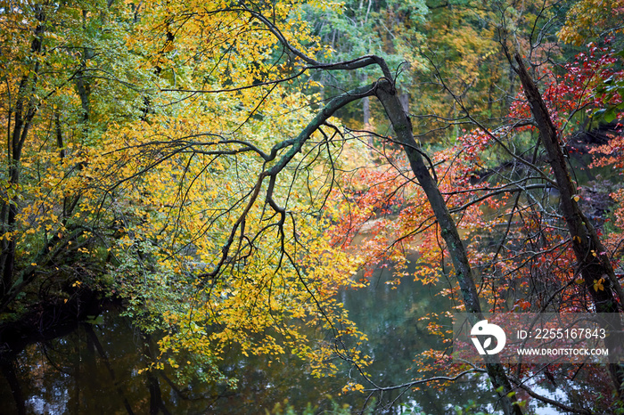 Curved tree in a forest Massachusetts, USA