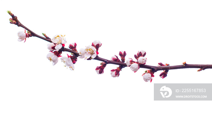 Beautiful Cherry blossom flower in blooming with branch isolated on white background