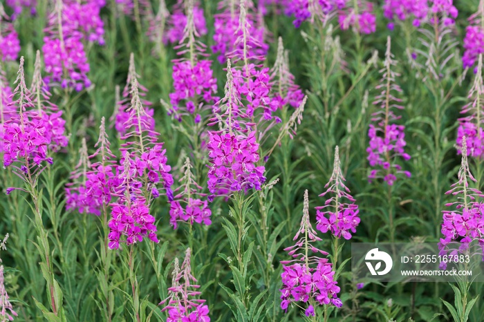 Flowering plants of fireweed, Epilobium angustifolium