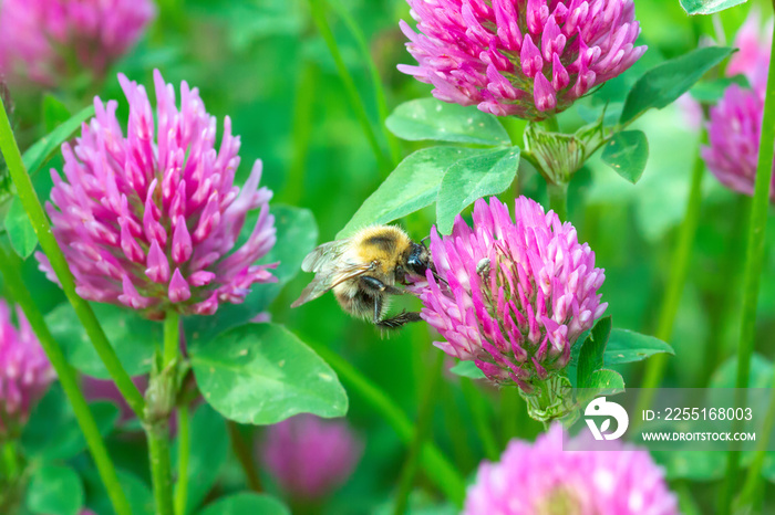 Bumblebee pollen on pink clover