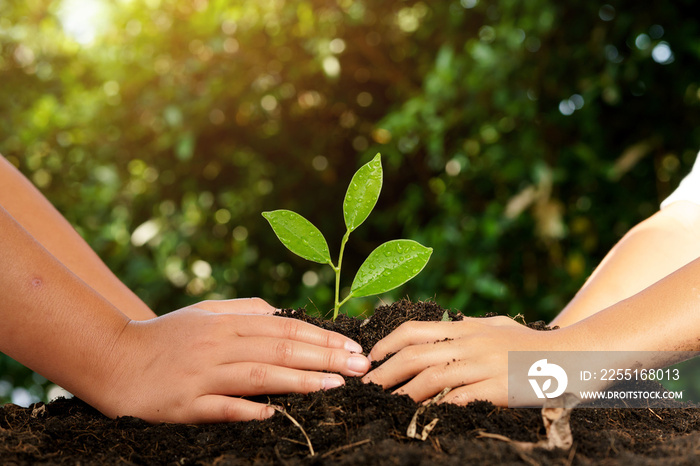 Little child hands take care and plant young seedling on a black soil. Earth day concept.