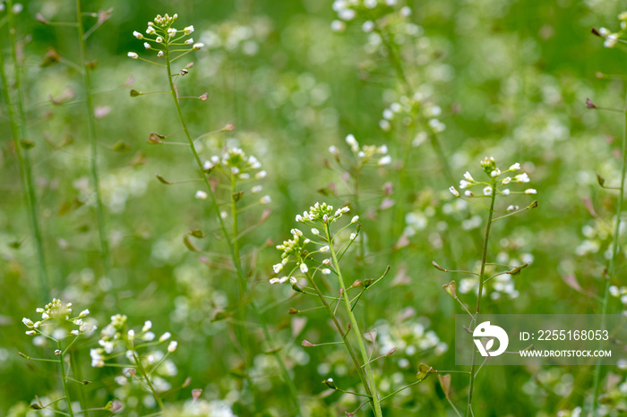 Capsella bursa-pastoris, shepherd’s purse in meadow in natural environment of sprouting. Young plants with white flowers. Medicinal herbs during flowering.