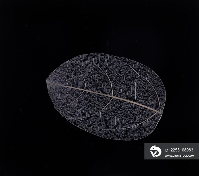 Skeleton Leaves Flower Composition on black background,transparent blue leaves