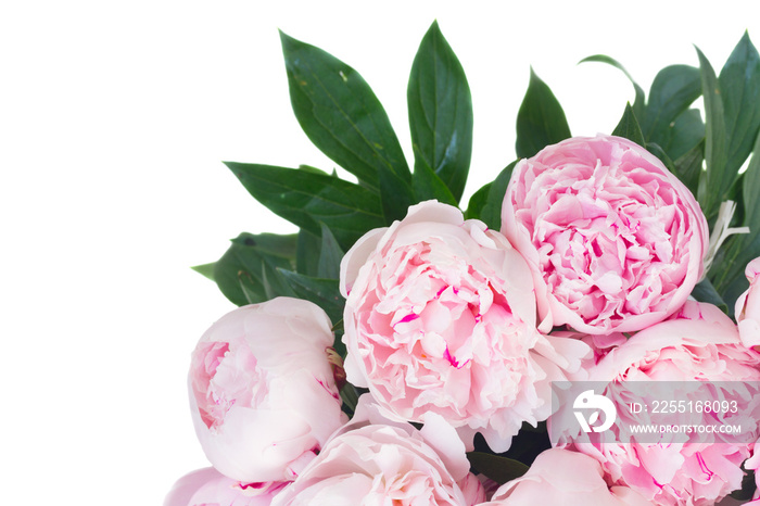 Bloomig peony flowers with leaves border colored in shades of pink isolated on white background