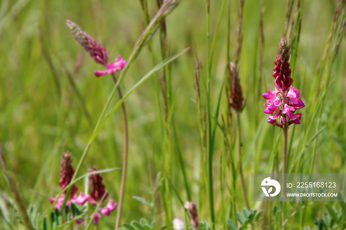 Spring floral background - bokeh meadow with pink common sainfoin  flower (Onobrychis viciifolia) in focus on the right (Kaiserstuhl hills, Germany)