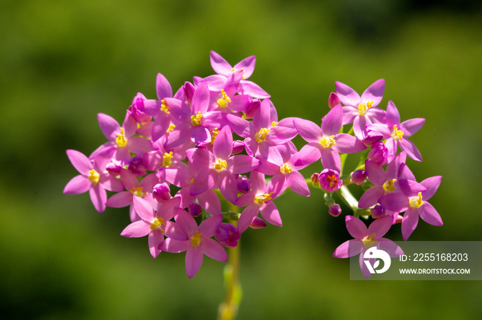 Centaurium erythraea is a species of flowering plant in the gentian family known by the common names common centaury and European centaury and this is a photo which reflects the beauty of that plant.