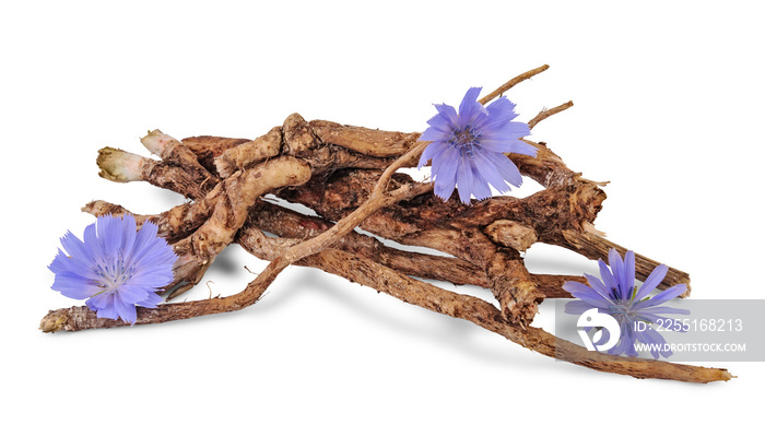 Dry roots of chicory and cichorium flowers isolated on white background.