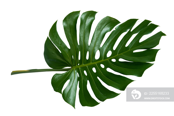 Monstera leaves leaves with Isolate Leaves on transparent background PNG file