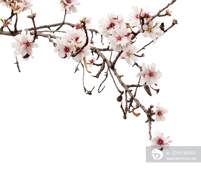 Horticulture of Gran Canaria - almond blossoms