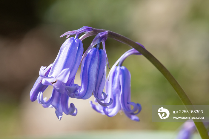 Close up of a common bluebell (hyacinthoides non scripta) flower in bloom