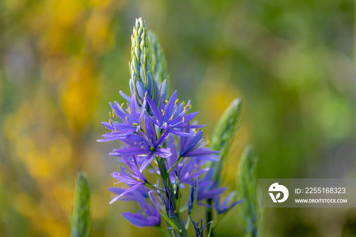 Selective focus of blue violet flower Camassia leichtlinii in the garden, The great camas or large camas is a species of flowering plant in the family Asparagaceae, Nature floral background.