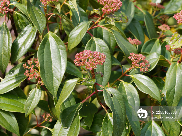 Viburnum cinnamomifolium - Viorne à feuilles de camphrier ou viorne à feuilles de cannelle au début du printemps