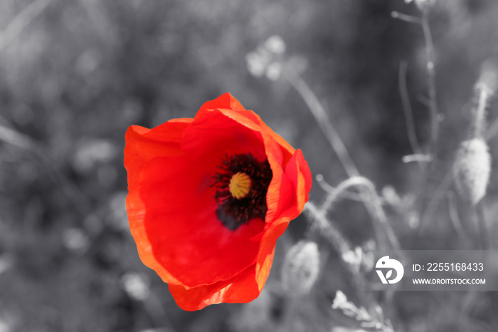 Red poppy flower for Remembrance Day / Sunday