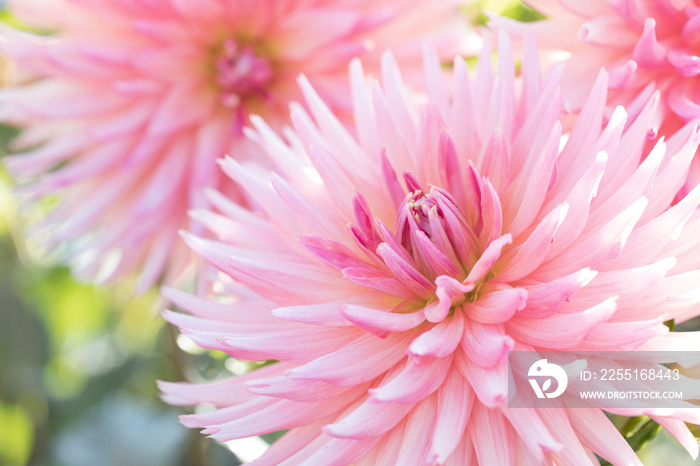 Original close up photograph of pink Dahlia flowers in the garden