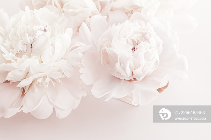 Pastel peony flowers in bloom as floral art background, wedding decor and luxury branding design