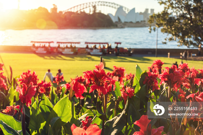 Bright red canna lily flowers with Sydney landmarks on the background