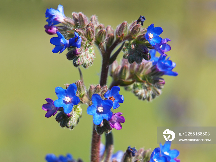 Blue flowers of the common bugloss or alkanet, Anchusa officinalis