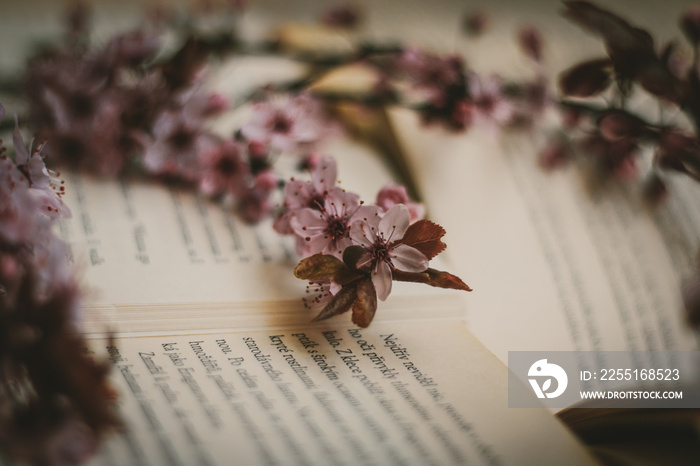 Open book with fresh blooming twigs on pages spring cherry tree