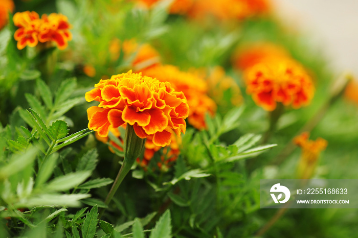 Marigolds (Tagetes erecta, Mexican marigold, Aztec marigold, African marigold)